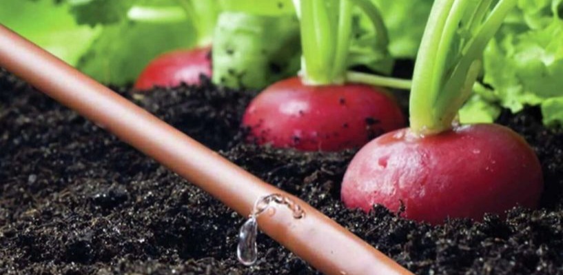 Drip irrigation system in a vegetable garden