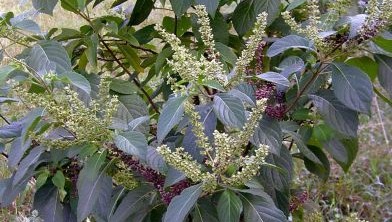 African Basil Plant