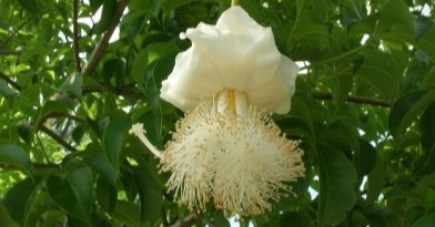 Baobab Tree