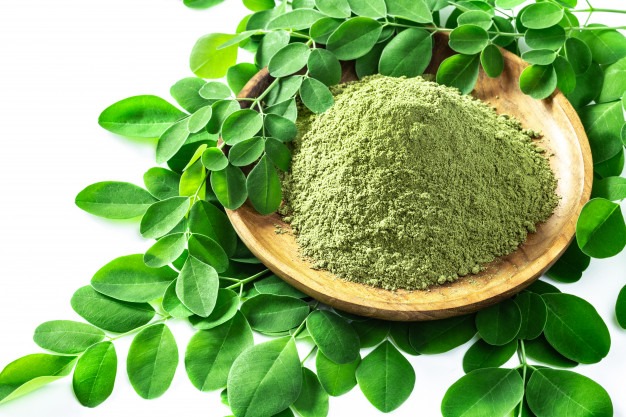 Moringa Tree