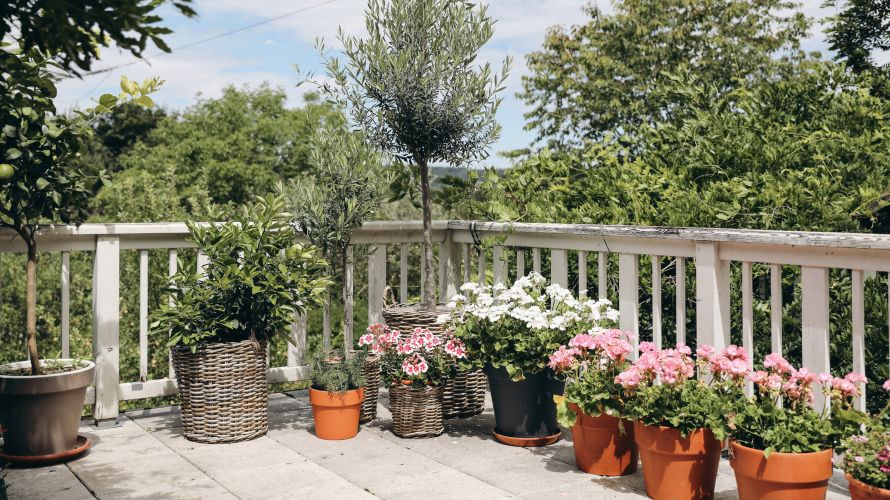 A balcony garden filled with various plants in containers.
